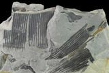 Pennsylvanian Horsetail (Calamites) Fossil - Kentucky #137714-3